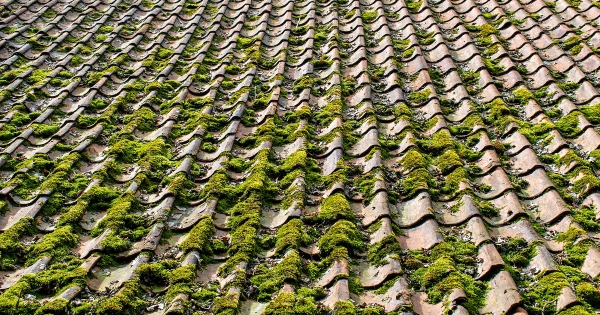 moss/algae growth on tile roof