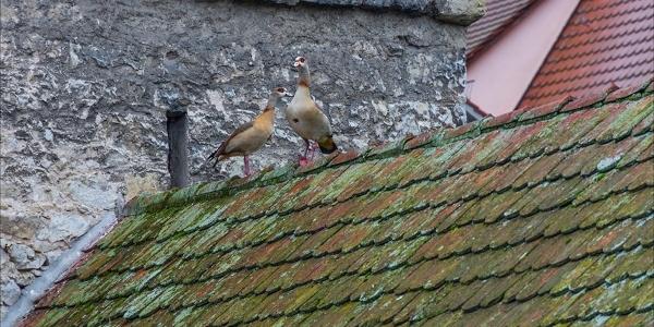 IKO Moss on Roof